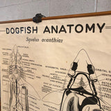 Educational Zoological Dogfish Anatomy Chart By New York Scientific Co.