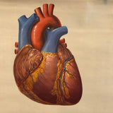 German Educational Heart Anatomy Chart