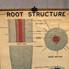 Educational Botanical Root Structure Chart By New York Scientific Supply Co.