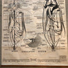 Educational Zoological Dogfish Anatomy Chart By New York Scientific Co.