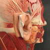German Anatomical Muscular Bust Model