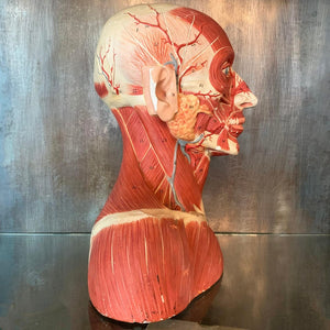 German Anatomical Muscular Bust Model