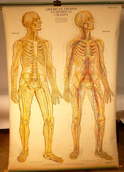 Human Anatomy Chart – cityFoundry Biology Diagrams
