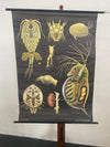Jung Koch Quentell Educational Zoological Daphnea And Cyclops Wall Chart