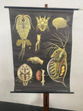 Jung Koch Quentell Educational Zoological Daphnea And Cyclops Wall Chart
