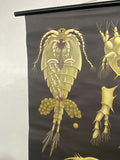 Jung Koch Quentell Educational Zoological Daphnea And Cyclops Wall Chart