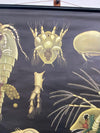 Jung Koch Quentell Educational Zoological Daphnea And Cyclops Wall Chart