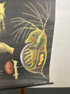 Jung Koch Quentell Educational Zoological Daphnea And Cyclops Wall Chart