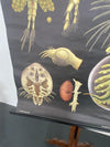 Jung Koch Quentell Educational Zoological Daphnea And Cyclops Wall Chart