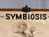 Educational Zoological Symbiosis Wall Chart By New York Scientific Supply Co