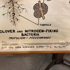 Educational Zoological Symbiosis Wall Chart By New York Scientific Supply Co