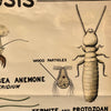 Educational Zoological Symbiosis Wall Chart By New York Scientific Supply Co