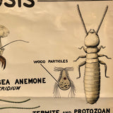 Educational Zoological Symbiosis Wall Chart By New York Scientific Supply Co