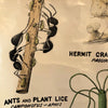 Educational Zoological Symbiosis Wall Chart By New York Scientific Supply Co