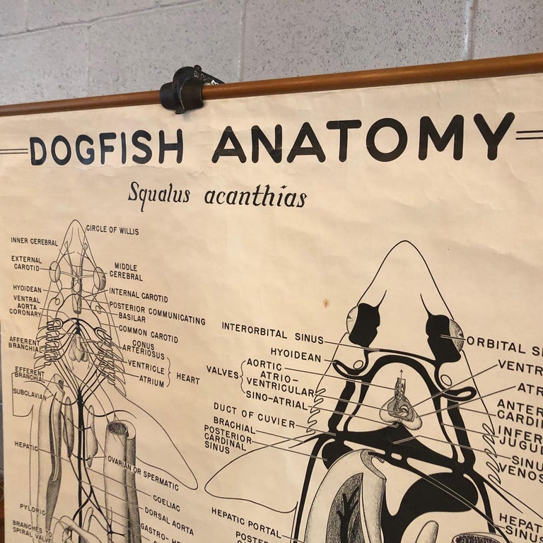 Educational Zoological Dogfish Anatomy Chart By New York Scientific Co ...