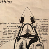 Educational Zoological Dogfish Anatomy Chart By New York Scientific Co.