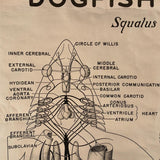 Educational Zoological Dogfish Anatomy Chart By New York Scientific Co.