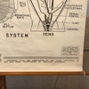 Educational Zoological Dogfish Anatomy Chart By New York Scientific Co.