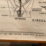 Educational Zoological Dogfish Anatomy Chart By New York Scientific Co.