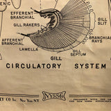 Educational Zoological Dogfish Anatomy Chart By New York Scientific Co.