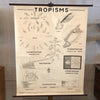 Educational Anatomical Tropisms Biology Chart By The Welch Scientific Company