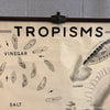 Educational Anatomical Tropisms Biology Chart By The Welch Scientific Company