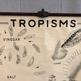 Educational Anatomical Tropisms Biology Chart By The Welch Scientific Company