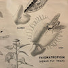 Educational Anatomical Tropisms Biology Chart By The Welch Scientific Company