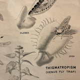Educational Anatomical Tropisms Biology Chart By The Welch Scientific Company