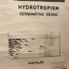 Educational Anatomical Tropisms Biology Chart By The Welch Scientific Company
