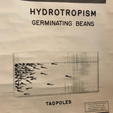 Educational Anatomical Tropisms Biology Chart By The Welch Scientific Company