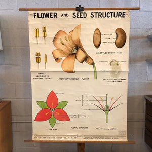 Educational Flower And Seed Botanical Chart By New York Scientific Supply Co.