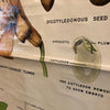 Educational Flower And Seed Botanical Chart By New York Scientific Supply Co.