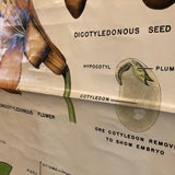 Educational Flower And Seed Botanical Chart By New York Scientific Supply Co.