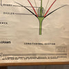 Educational Flower And Seed Botanical Chart By New York Scientific Supply Co.