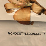 Educational Flower And Seed Botanical Chart By New York Scientific Supply Co.
