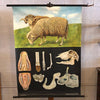 Jung-Koch-Quentell Educational Zoological Sheep Anatomy Chart