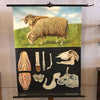 Jung-Koch-Quentell Educational Zoological Sheep Anatomy Chart