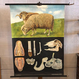 Jung-Koch-Quentell Educational Zoological Sheep Anatomy Chart