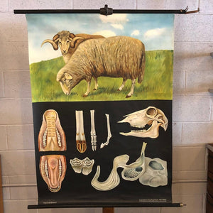 Jung-Koch-Quentell Educational Zoological Sheep Anatomy Chart