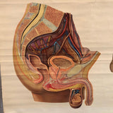 German Educational Male Pelvic Organs Anatomy Chart