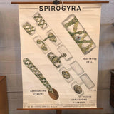 Educational Botanical Spirogyra Biology Chart By New York Scientific Supply Co.