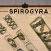 Educational Botanical Spirogyra Biology Chart By New York Scientific Supply Co.