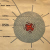 Educational Botanical Root Structure Chart By New York Scientific Supply Co.