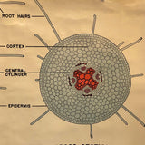 Educational Botanical Root Structure Chart By New York Scientific Supply Co.