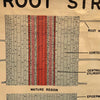 Educational Botanical Root Structure Chart By New York Scientific Supply Co.