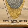 Educational Botanical Root Structure Chart By New York Scientific Supply Co.