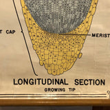 Educational Botanical Root Structure Chart By New York Scientific Supply Co.