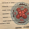 Educational Botanical Root Structure Chart By New York Scientific Supply Co.