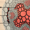 Educational Botanical Root Structure Chart By New York Scientific Supply Co.